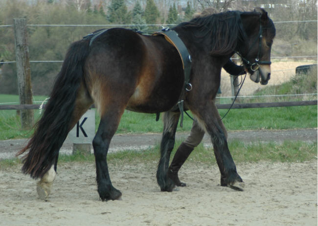 Travers auf der rechten Hand